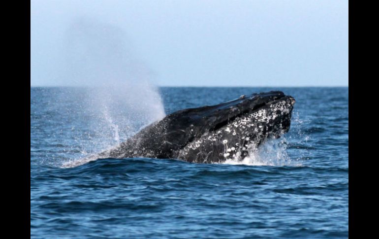 El estudio señala que es posible que estos clanes se hubieran formado por la preferencia de las ballenas a aprender vocalizaciones. NTX / ARCHIVO