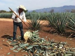 Con la denominación de origen,se espera proteger al tequila de las bebidas ilegales. EL INFORMADOR / ARCHIVO