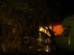 Personal de Protección Civil trabaja sobre el retiro de los árboles. EL INFORMADOR /