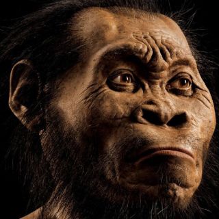 Científicos descubren a presunto antecesor de humanos modernos