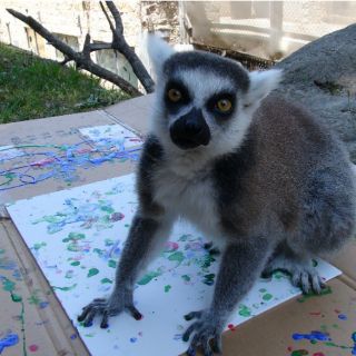 Zoo de Oakland subasta obras pintadas por sus animales