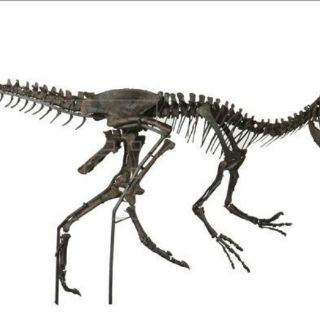 Un esqueleto de Allosaurus de 155 millones de años es subastado