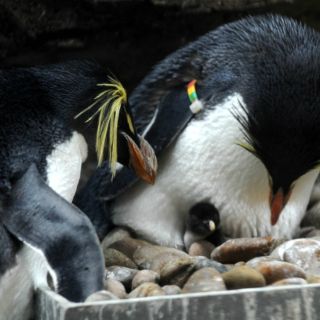 Pingüinos de cresta son fieles pese a la distancia, indica estudio