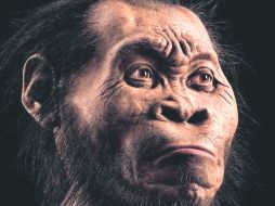 Especie. Reconstrucción del Homo Naledi, de 1.50 metros de altura y unos 50 kilos de peso. AFP /
