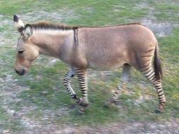 Los 100 años que tienen los ''burros-cebras'' operando como atractivos, ha permitido que se conviertan en un icono de Tijuana. NTX / ARCHIVO