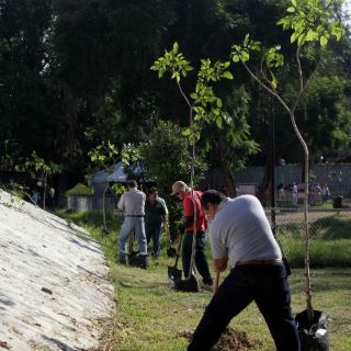 Entregan más de 46 mil árboles por derribos de Línea 3