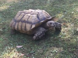 La dueña de la tortuga, Laura Roerig, bomberos y un equipo de perros adiestraron estuvieron buscando a 'Sulley' durante días. ESPECIAL / www.nj.com