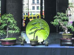 Equilibrio. Los bonsáis expuestos en el Ayuntamiento de Guadalajara son una excelente opción para quienes decidan pasear este domingo EL INFORMADOR / R. Tamayo
