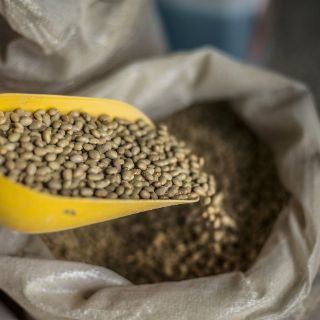 Peligros de transgénicos para la salud son mitos, afirman