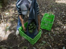 Su precio fue de 40 pesos en Tijuana y de sólo 25 en la capital. AP / ARCHIVO