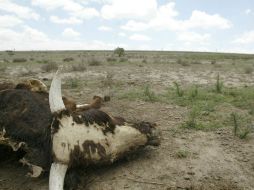 Un informe destaca que un tercio del mundo es vulnerable a la degradación del suelo y la desertificación aumenta. EL INFORMADOR / ARCHIVO