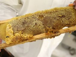 Destacan que la miel zacatecana es altamente demandada por su calidad. EL INFORMADOR / ARCHIVO