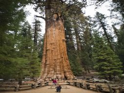 El General Sherman, otro de los gigantes verdes. AFP / M. Antonov