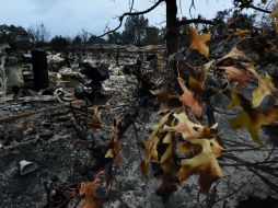 La baja de las temperaturas y las lluvias deberían proporcionar en los próximos días una ayuda vital. AFP / M. Ralston