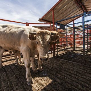 La OMC abre audiencias para reglas de etiquetado de carne