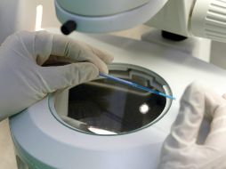 Logran crear in vitro espermatozoides de rata, de mono y de hombre. EL INFORMADOR / ARCHIVO
