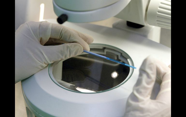 Logran crear in vitro espermatozoides de rata, de mono y de hombre. EL INFORMADOR / ARCHIVO