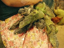 Se hallaron iguanas, una cotorra, dos loros y nueve pericos australianos. EL INFORMADOR / ARCHIVO