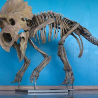 Hallan dinosaurio hasta hoy desconocido