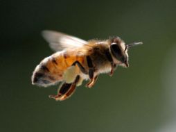 El SUEG identificó ocho personas con picaduras en cabeza, brazos y cuello. EFE / ARCHIVO