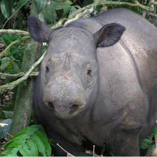 La IUCN advierte sobre extinción del rinoceronte de Sumatra