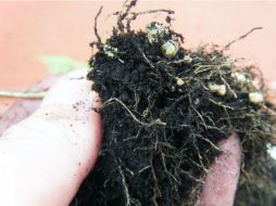 El biochar mejora las propiedades del suelo, por lo que se utiliza en Veracruz para el cultivo de vainilla y bambú. TWITTER / @coco_pechuga