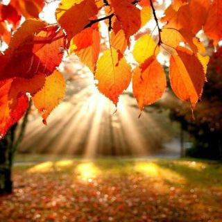 Los cambios que llegan con el otoño