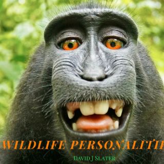 Piden que mono tenga derechos de una 'selfie'