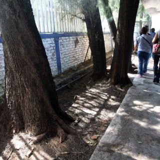 Árboles ponen en riesgo la escuela 'Los Pinitos'