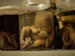 Los investigadores utilizarán tecnología CRISPRCas9 para cambiar los genes y estudiar los efectos en el desarrollo del embrión. EL INFORMADOR / ARCHIVO