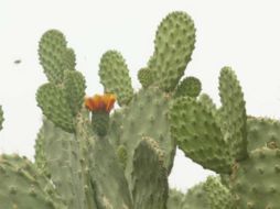 A las múltiples propiedades del nopal se suma la fabricación de pinturas ecológicas. EL INFORMADOR / ARCHIVO