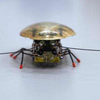 Científicos rusos crean cucaracha robot para buscar entre escombros
