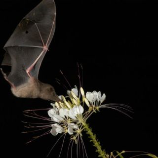 Paleontólogos determinan el color original de los murciélagos extintos