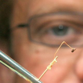 Hallan restos de extraña pulga; sería ancestro de peste bubónica