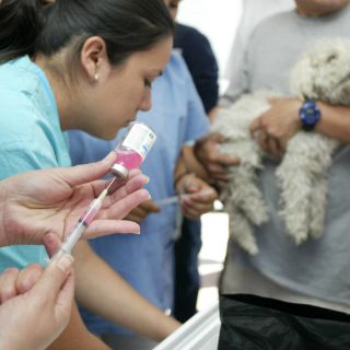Inventan vacuna anticonceptiva canina única en el mundo