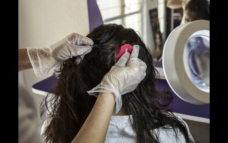 Los piojos son insectos parasitarios sin alas; habitan en la cabeza del individuo y se alimentan de su sangre. EL INFORMADOR / ARCHIVO