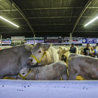 Expo Ganadera se prepara para celebrar su aniversario 50