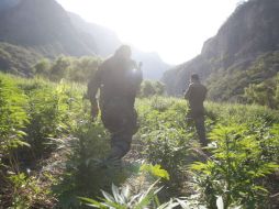 Las siembras con el enervante se encontraban en una superficie total de siete hectáreas. EL INFORMADOR / ARCHIVO