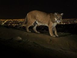 Autoridades ingresaron al puma al Centro de Atención Transitoria para fauna silvestre Paco Piedra. EFE / ARCHIVO