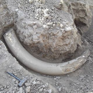 Agricultor encuentra huesos de mamut lanudo en Michigan