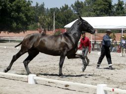 'Jeque Brillante', de la ganadería El Brillante, fue el triunfador en la sección de Potros de dos Años, durante la primera jornada.  /
