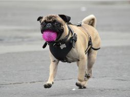 Los dueños deben brindarles una buena alimentación, espacio adecuado e incluso medios de entretenimiento. EL INFORMADOR / ARCHIVO