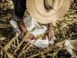 Estiman que entre diez mil y veinte mil trabajadores del campo son víctimas de envenenamiento por los efectos del uso de pesticidas. EL INFORMADOR / ARCHIVO