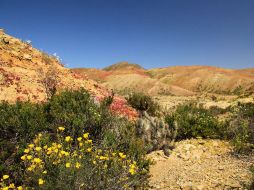 Las flores le dan un colorido atractivo a la arena del desierto de Atacama en Chile. EFE / Cortesía Sernatur