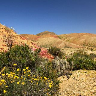 Florea el desierto de Atacama