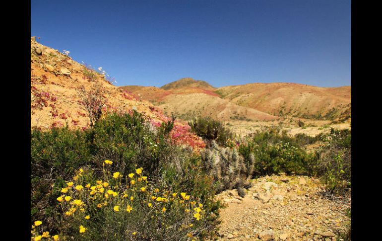Las flores le dan un colorido atractivo a la arena del desierto de Atacama en Chile. EFE / Cortesía Sernatur