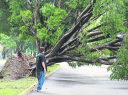 Entre las zonas de mayor riesgo por la caída de árboles se encuentran La Minerva, Cruz del Sur, Tetlán, Centro y Oblatos. EL INFORMADOR / M. Vargas