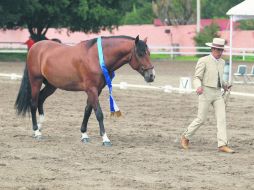 Hacienda del oro. “SE Bombom”, de la ganadería Yeguada’s Santa Elena. EL INFORMADOR / F. Atilano