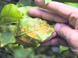 Roya. El hongo ha infestado los cafetales costarricenses desde hace tres años. AFP / ARCHIVO