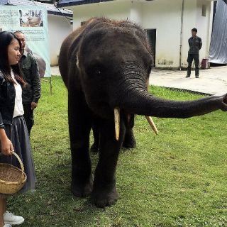 Elefantes encuentran libertad en reserva china
